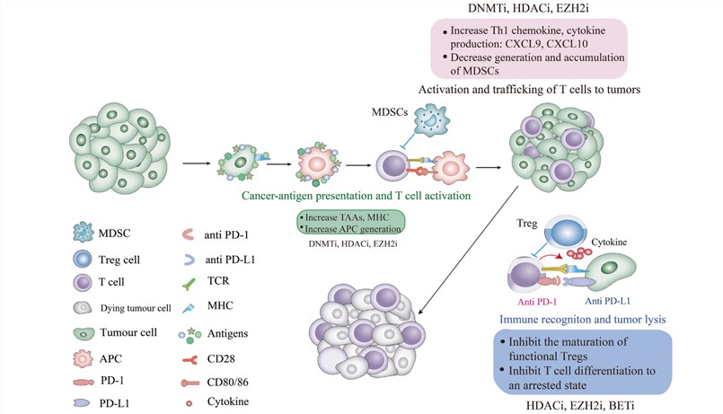 Epigenetic regulators' possible functions across multiple dimensions of the tumor microenvironment and immune cycle. (OA Literature)