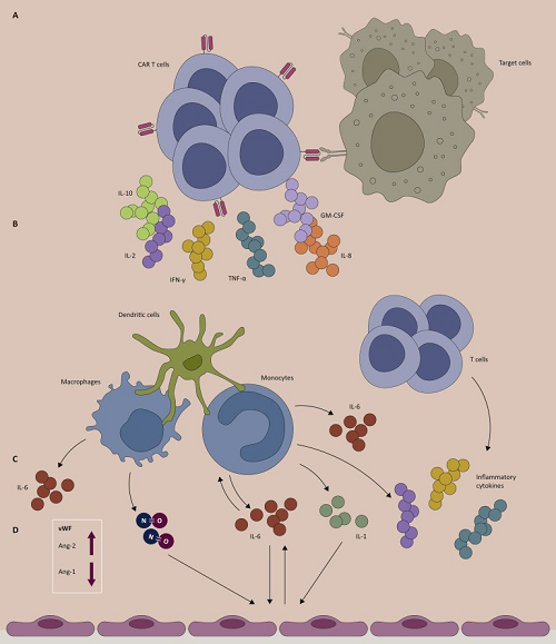 Fig.1 Potential pathophysiology of CAR T-cell mediated CRS. (Schubert, et al., 2020)