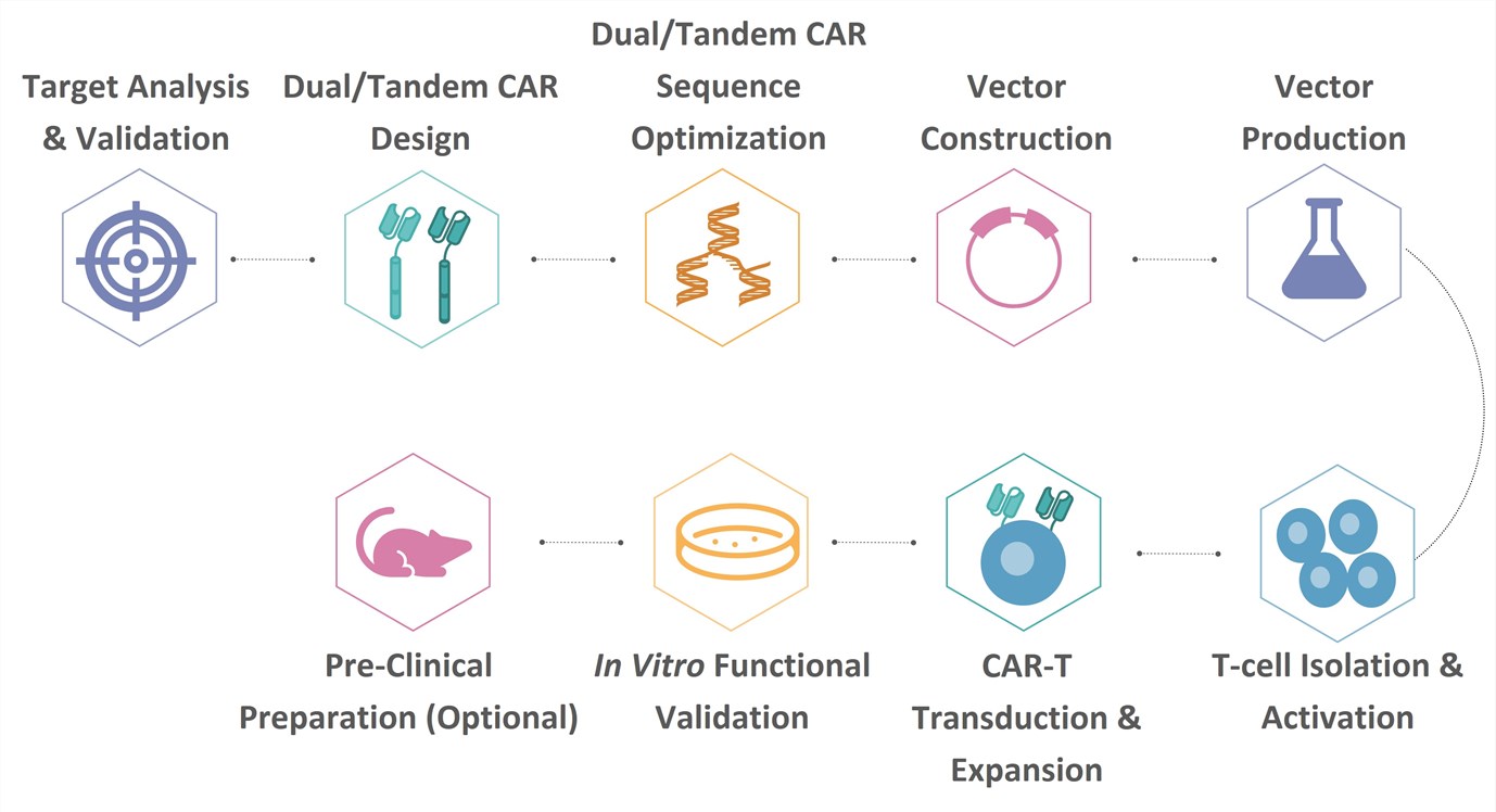 Workflow of Dual/Tandem CAR Development. (Creative Biolabs Original)