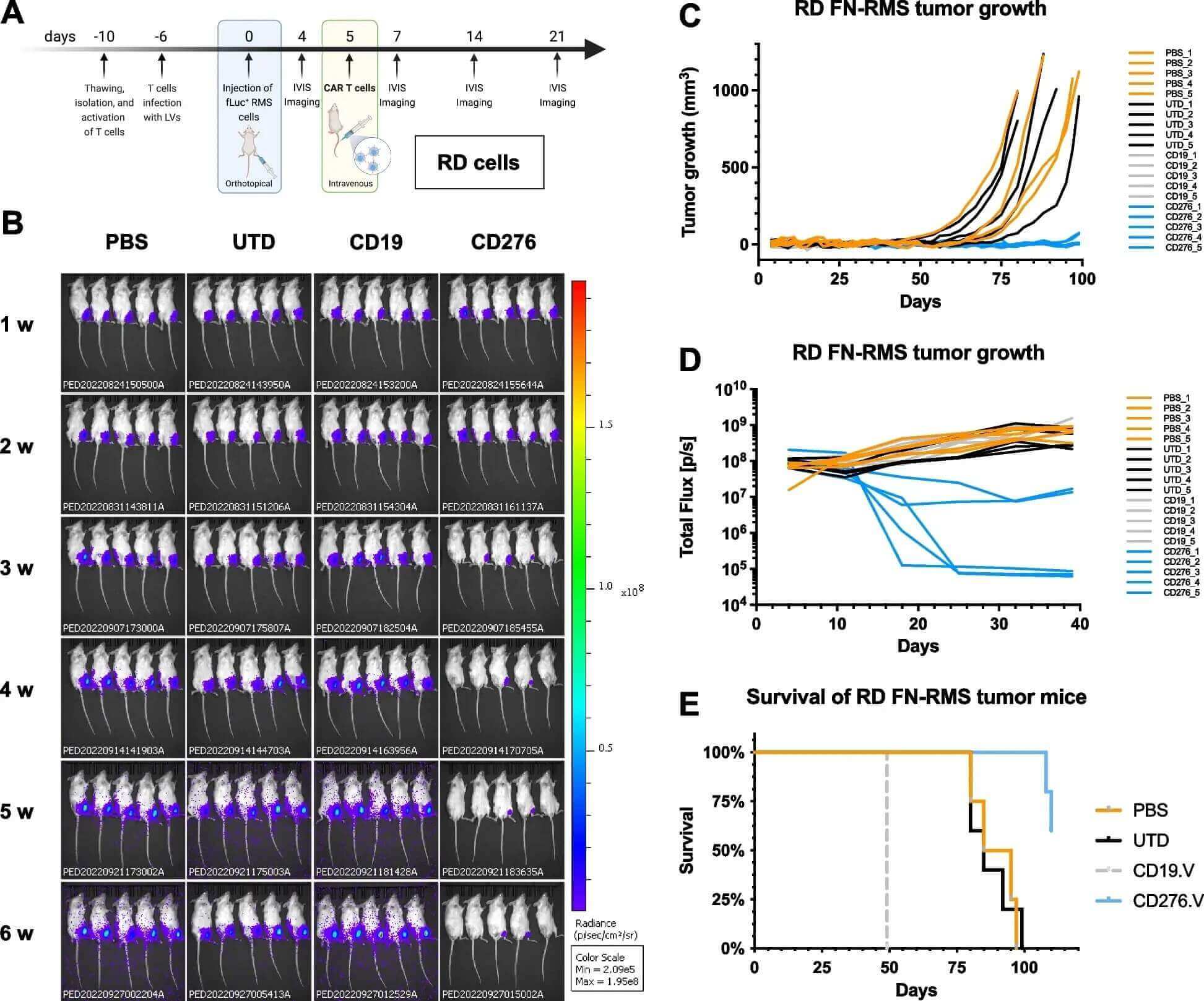 Evaluating the tumor-clearing efficacy of dual CAR T-cells in an orthotopic mouse model. (OA Literature)