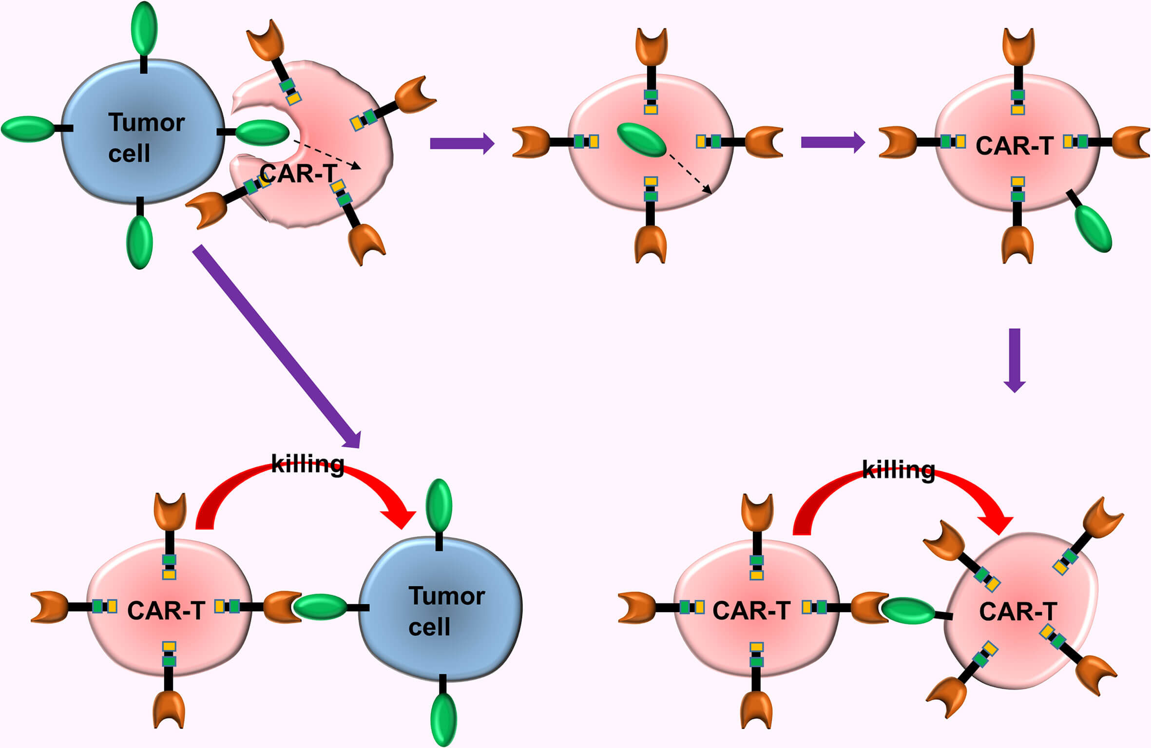 CAR-T cells ingest surface antigens from tumor cells through phagocytosis. (OA Literature)