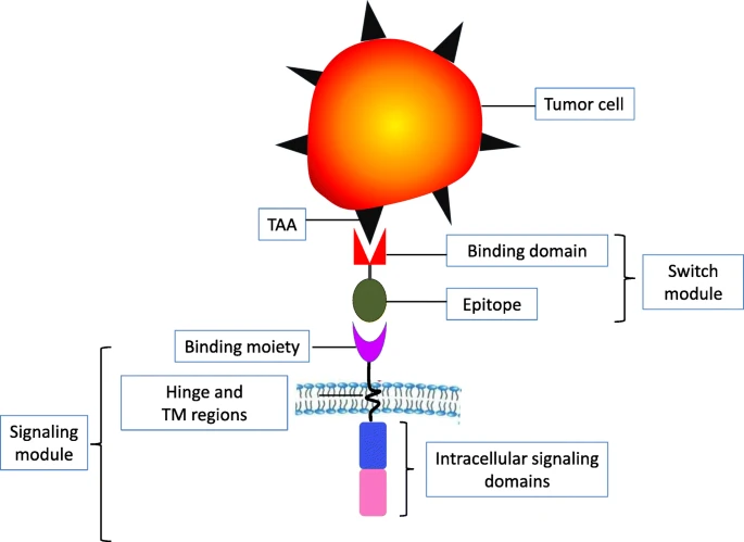 Diagram of a Generic CAR Structure. (OA Literature)