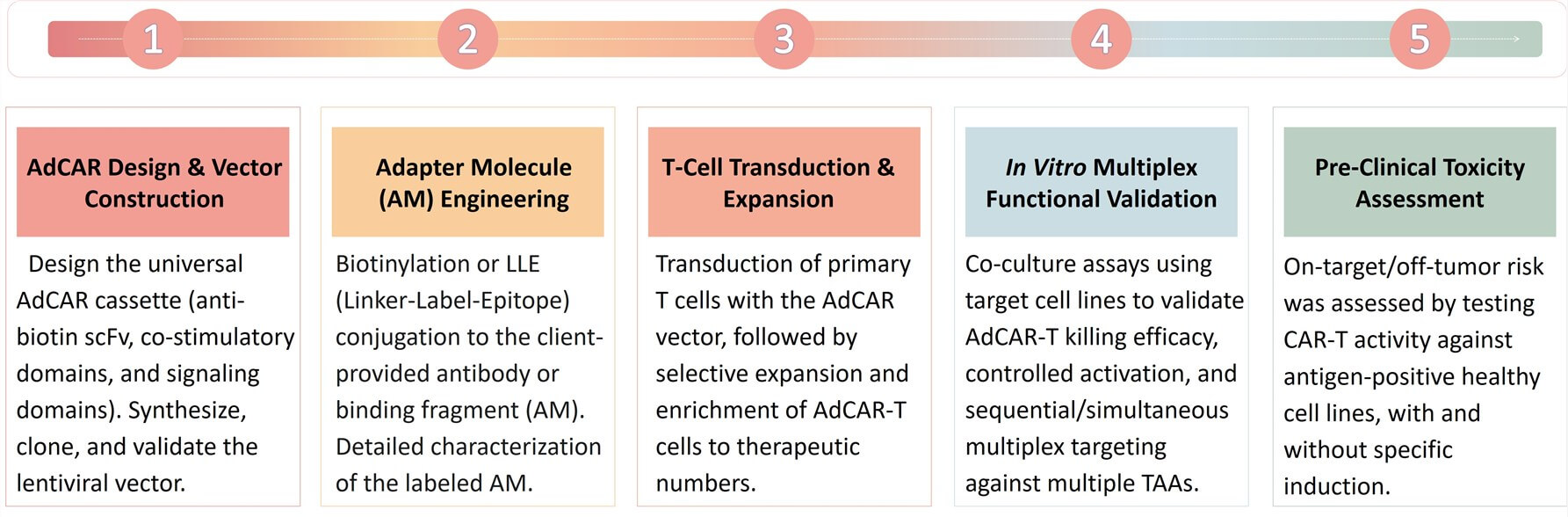 Workflow of AdCAR-T Development. (Creative Biolabs Original)