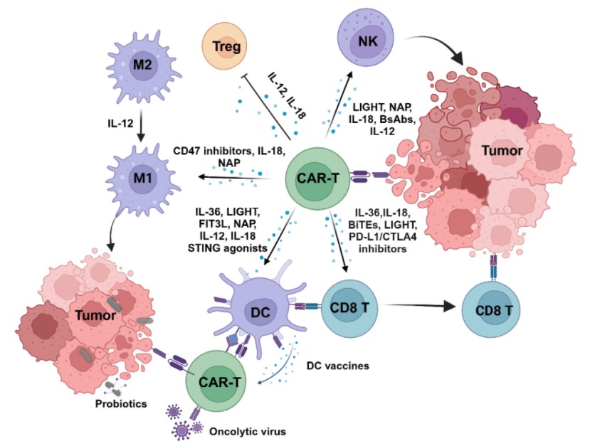 Combination CAR-T cell therapy remodels the TME. (OA Literature)