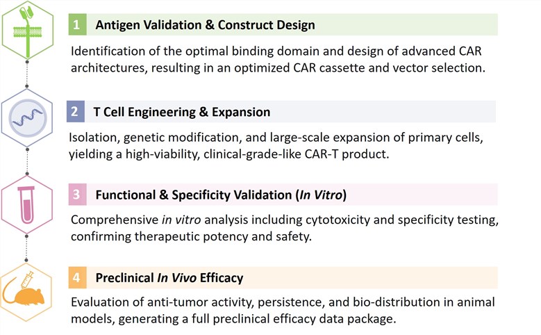 Workflow of Solid Tumor Targeting CAR-T. (Creative Biolabs Original)