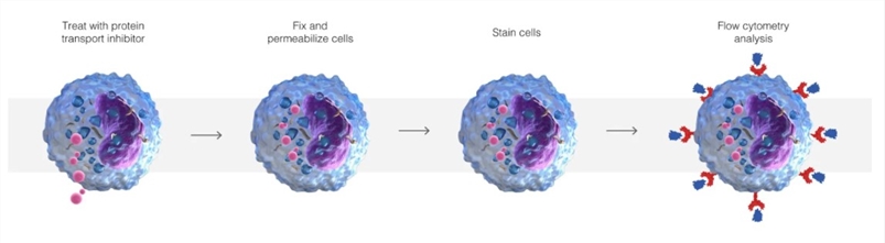 The process for intracellular staining of cytokines for flow cytometry.