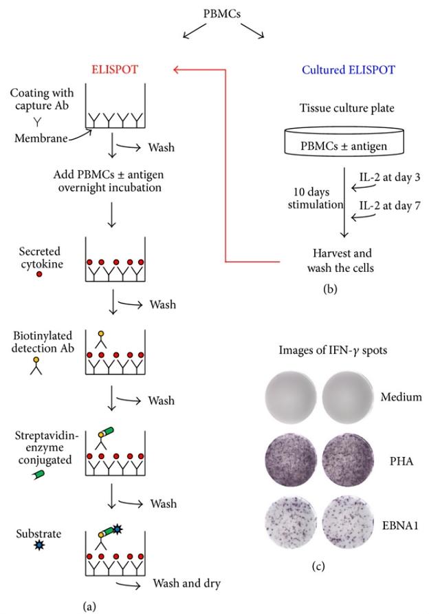 The IFN-γ ELISPOT assay.