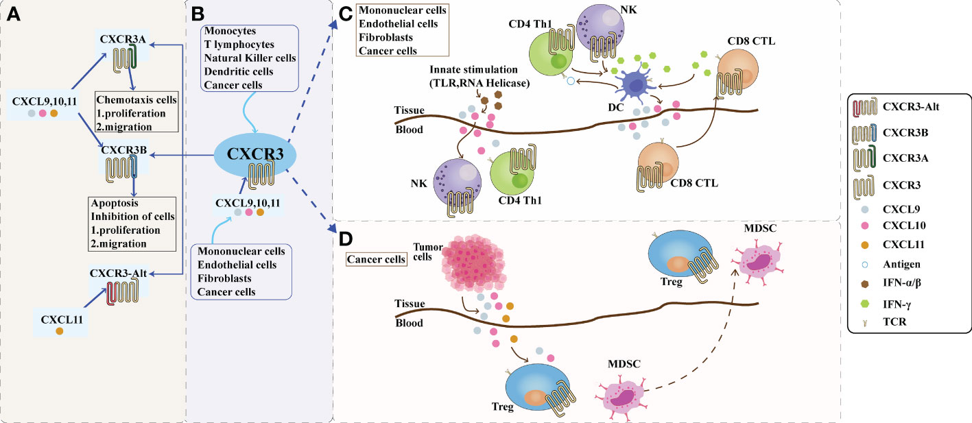 Fig.1 The role of the CXCR3 and its ligand axis in the tumor microenvironment. (OA Literature)