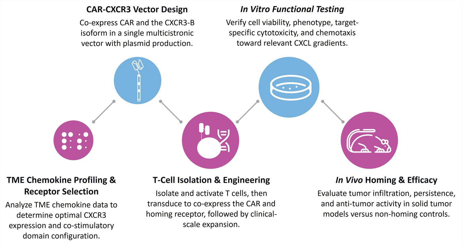 Workflow of CXCL9/10/11-CXCR3 Chemokine-Axis Matching CAR-T Development. (Creative Biolabs Original)