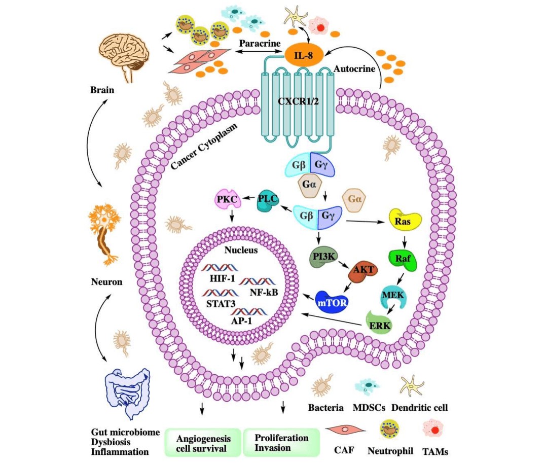 Complexity of the CXCL8-CXCR1/2 Axis Network in the TME. (OA Literature)