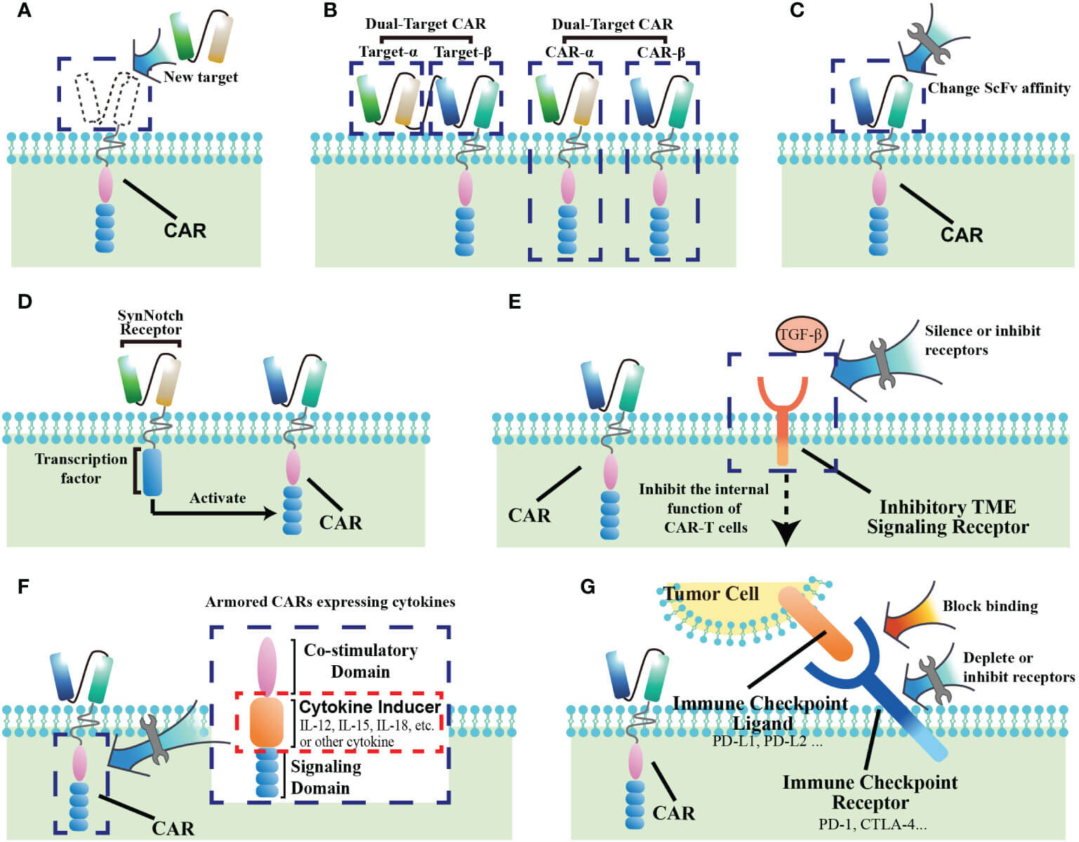 Ways to Advance CAR-T Cell Therapy for Solid Tumors. (OA Literature)