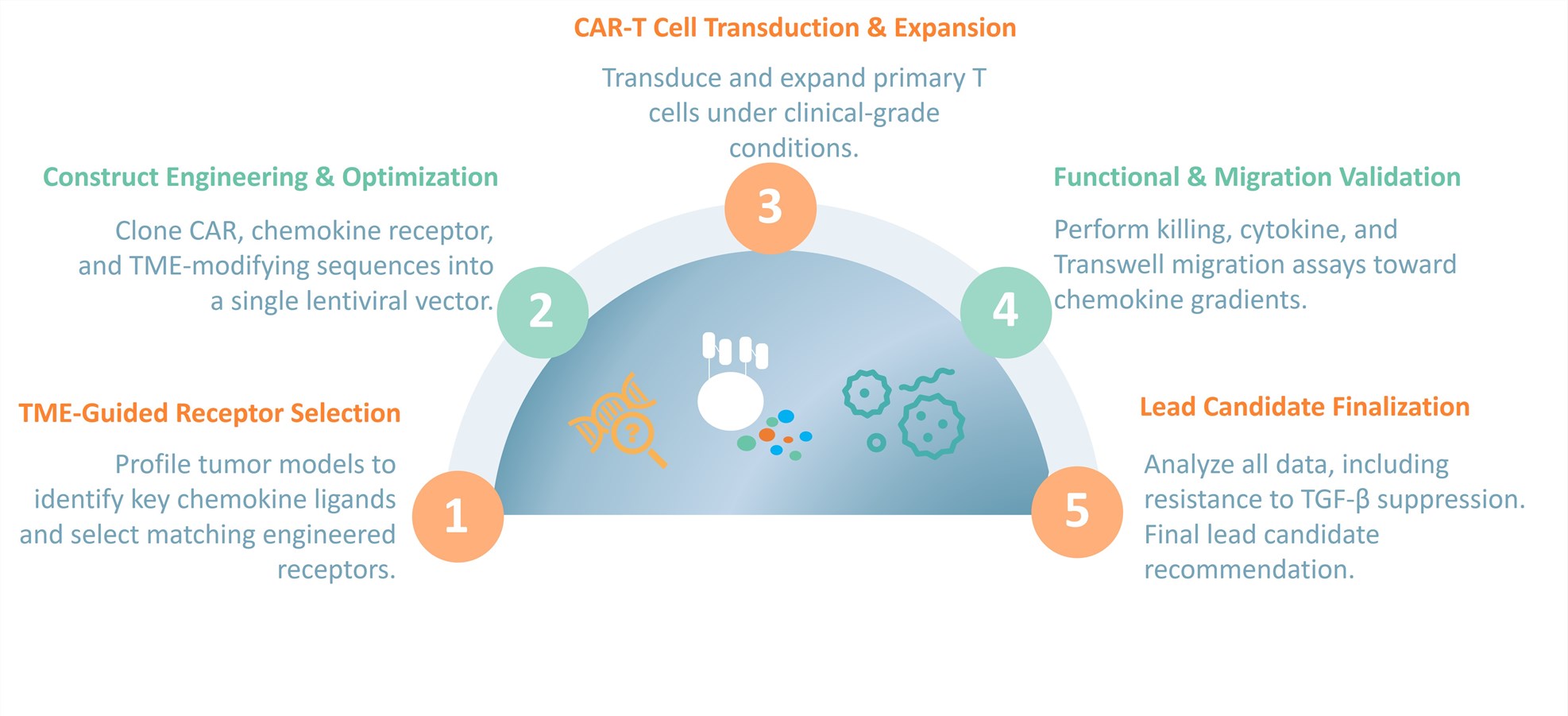 Workflow of CAR-T Development through Chemokine-Axis Matching. (Creative Biolabs Original)