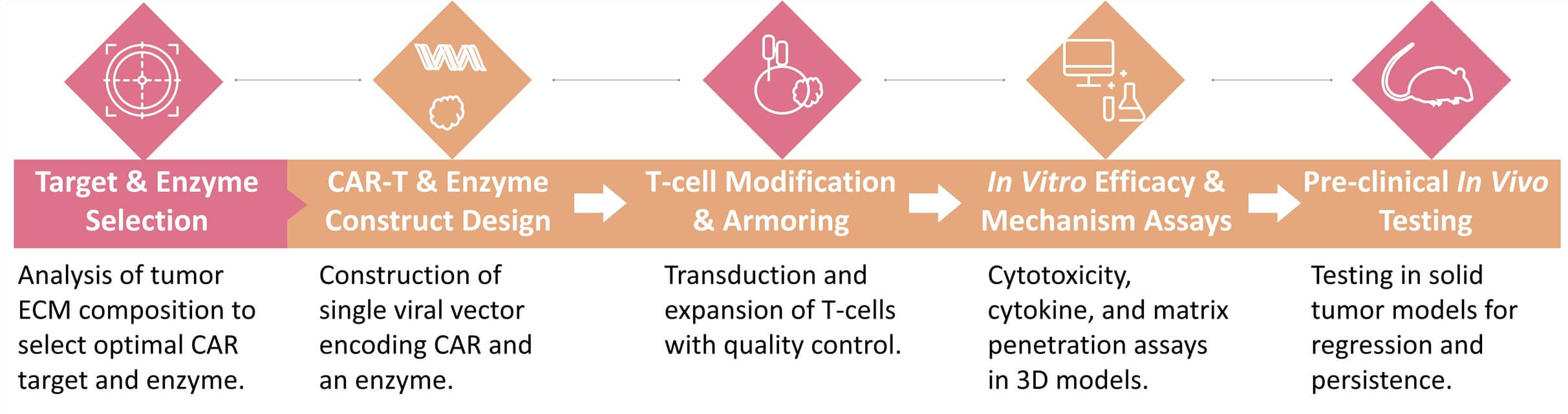 Workflow of Enzyme-armored CAR-T Development. (Creative Biolabs Original)