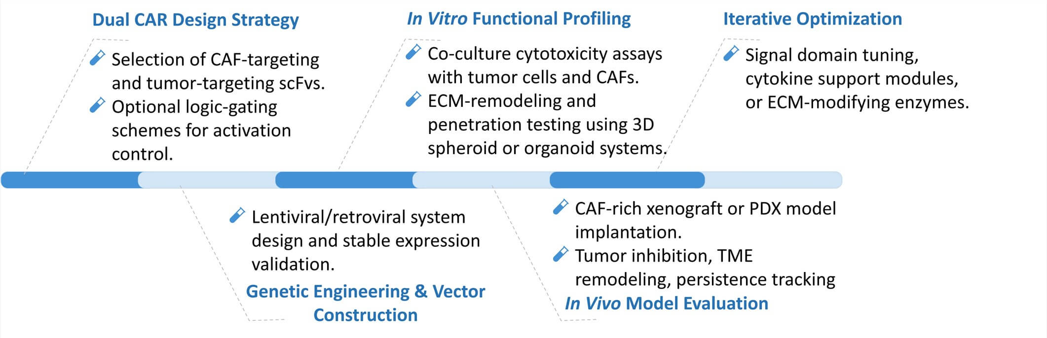 Workflow of CAF Targeting Dual CAR Development. (Creative Biolabs Original)