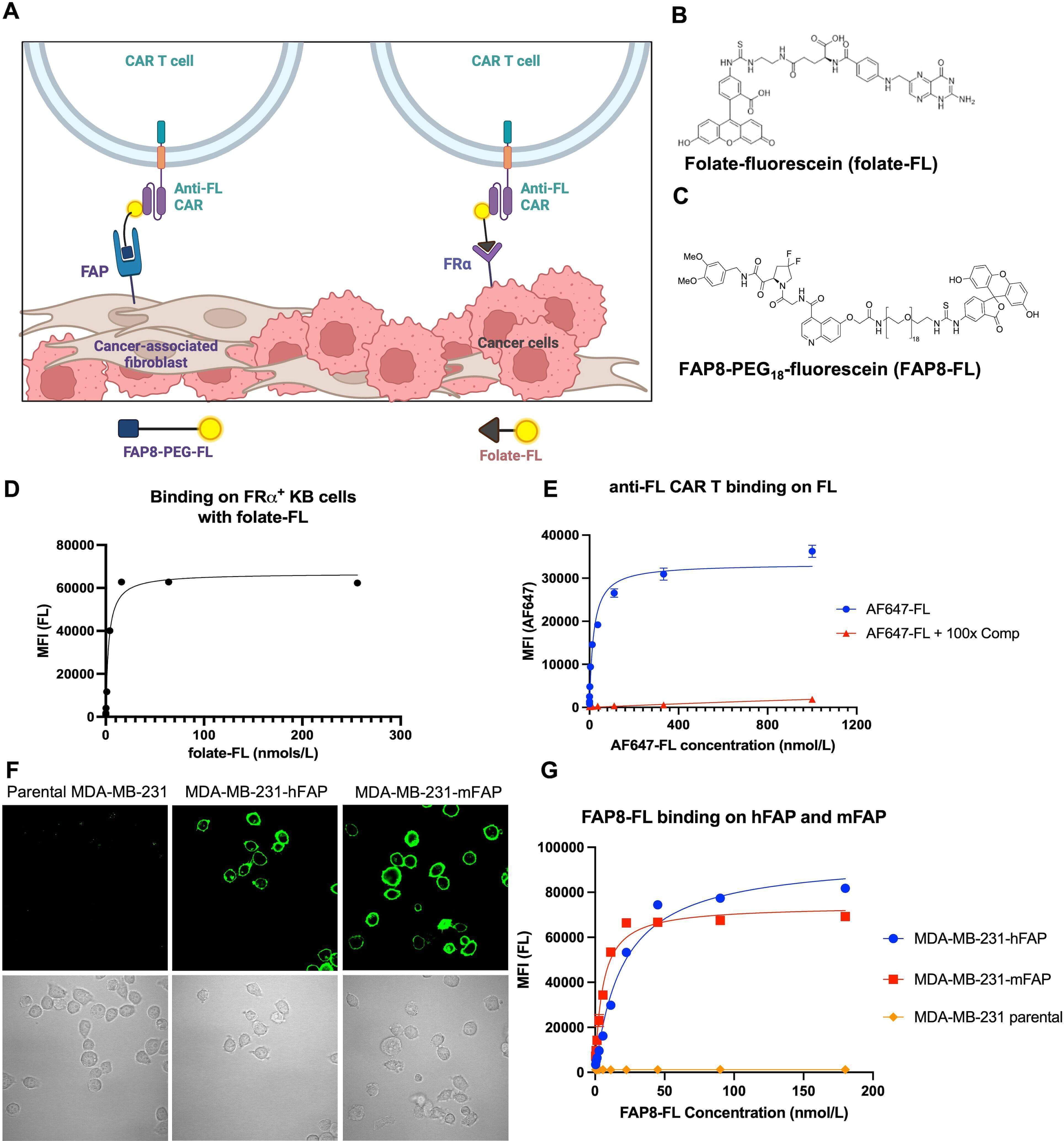 Engineering of a bispecific car against cancer-associated fibroblasts. (OA Literature)