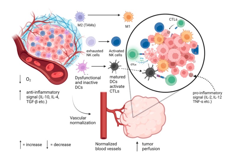 Changes in immune cell populations after tumor vascular normalization. (OA Literature)