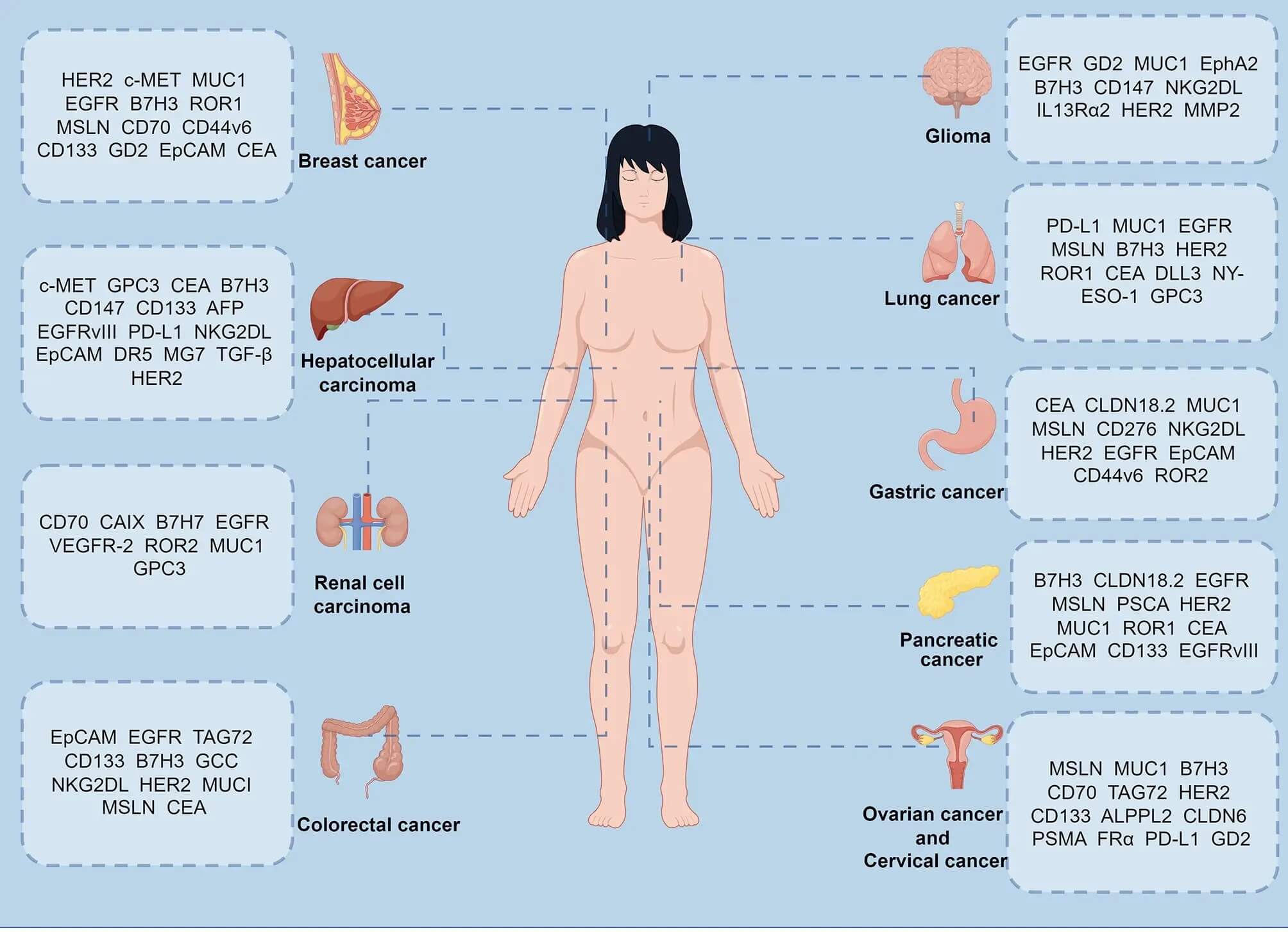 Therapeutic targets for cancer cells in solid tumors. (OA Literature)