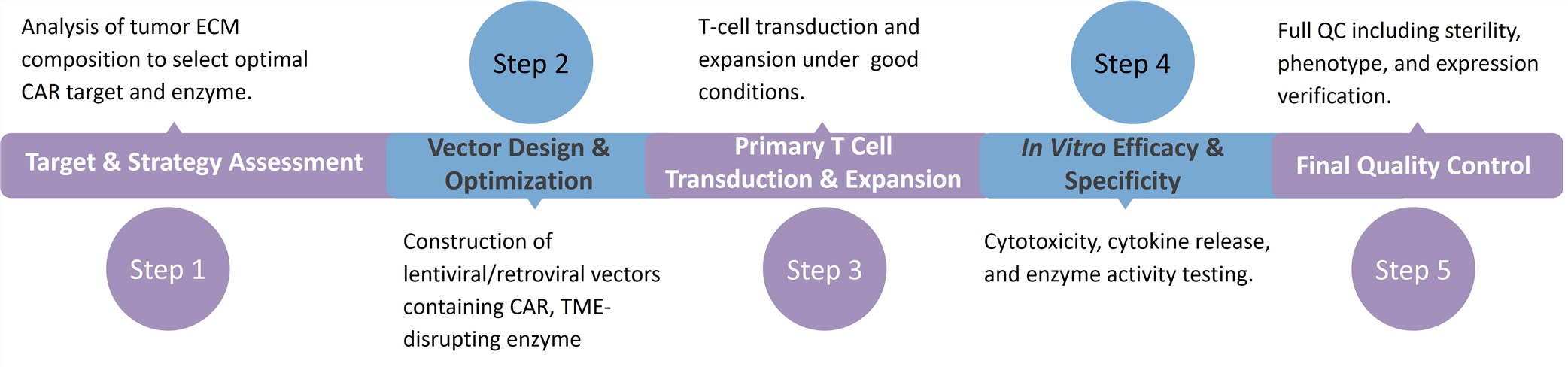 Workflow of CAR-T Development with ECM & Stroma Disruption. (Creative Biolabs Original)
