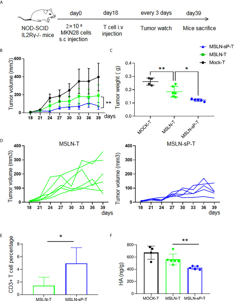 Increased infiltration and potentiated antitumor activity of CAR-T cells in a murine gastric cancer model. (OA Literature)
