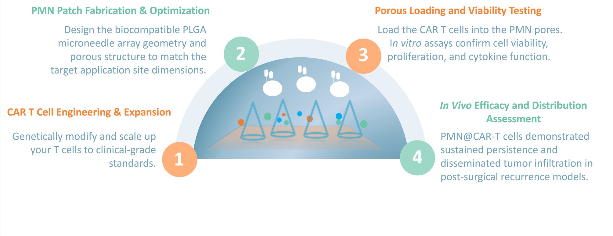 Workflow of PLGA Microneedle Patch. (Creative Biolabs Original)