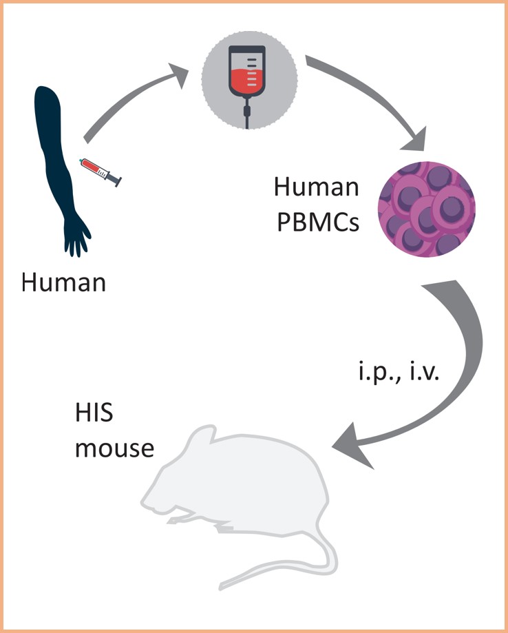 Human PBMC mouse model.