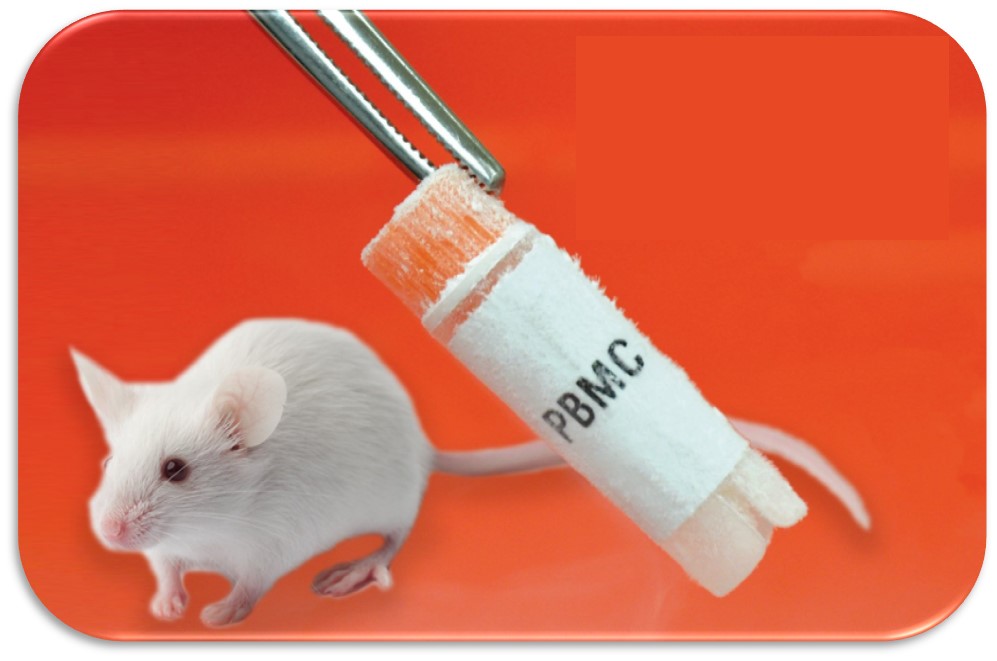 PBMC-engrafted Humanized In Vivo Mouse Model