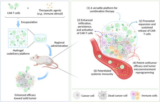 Diagram depicting hydrogel-mediated CAR-T cell therapy for solid tumors. (OA Literature)
