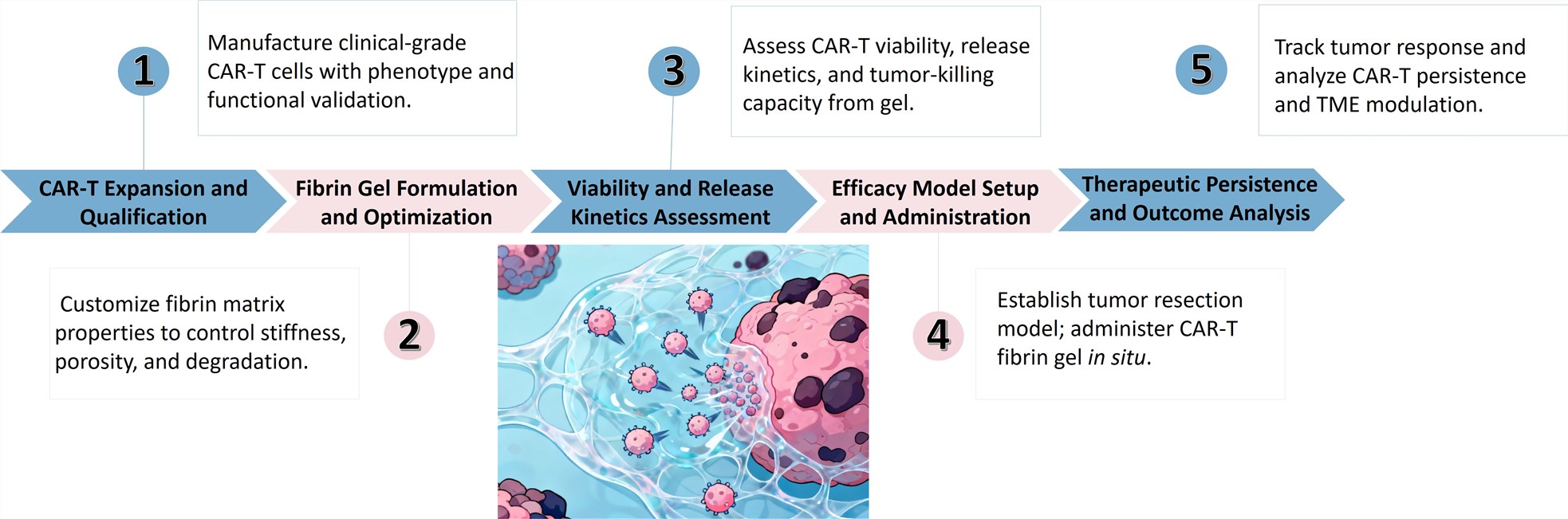 Workflow of Solid Tumor Targeting CAR-T Development Service through Fibrin Gel. (Creative Biolabs Original)