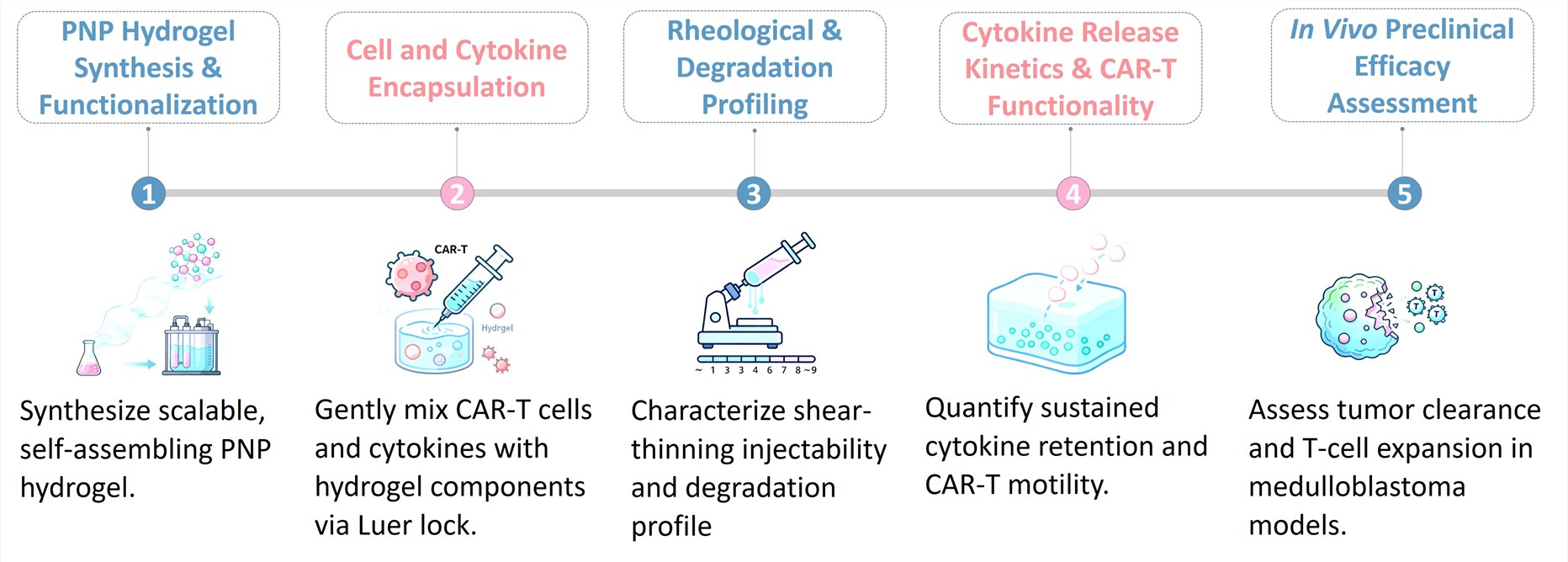 Workflow of Solid Tumor Targeting CAR-T Development Service through PNP Hydrogel. (Creative Biolabs Original)