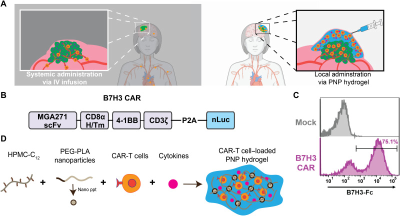 PNP hydrogel for combination delivery of CAR-T cells and cytokines for enhanced solid tumor treatment. (OA Literature)