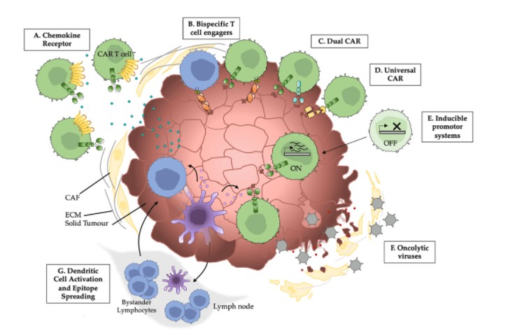 Strategies against the physical barriers of solid tumors to improve CAR cell trafficking and activation. (OA Literature)