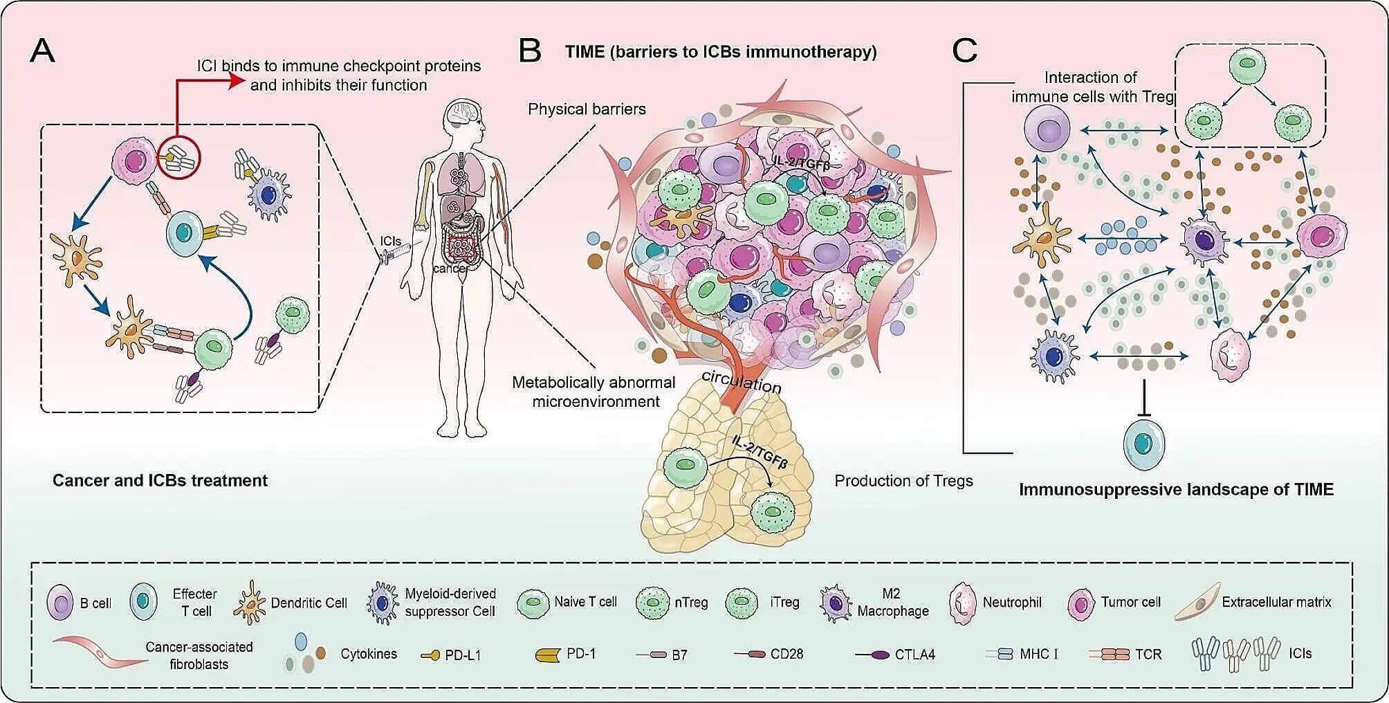 immune checkpoint inhibitors and the immunosuppressive tumor microenvironment. (OA Literature)