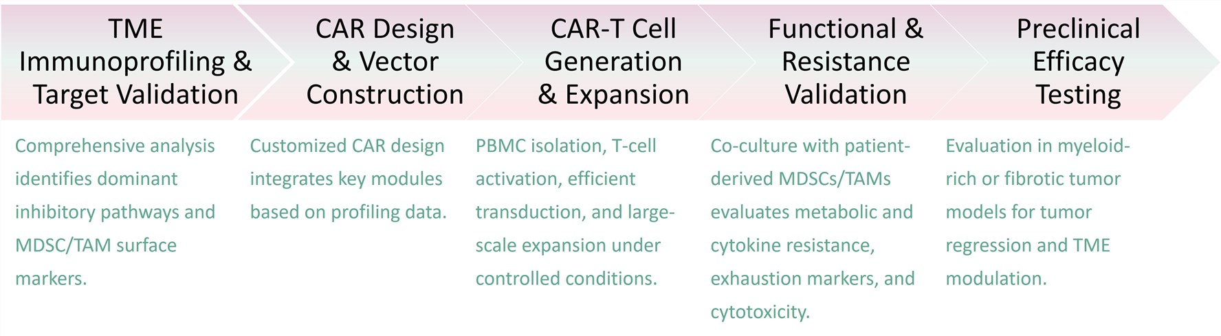 Workflow of Solid tumor CART development by Repolarizing MDSCs and TAMs. (Creative Biolabs Original)