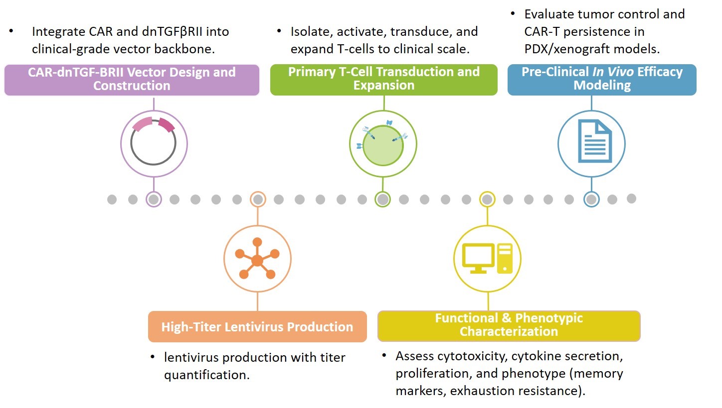 Workflow of Dominant-Negative Receptor CAR-T Development. (Creative Biolabs Original)