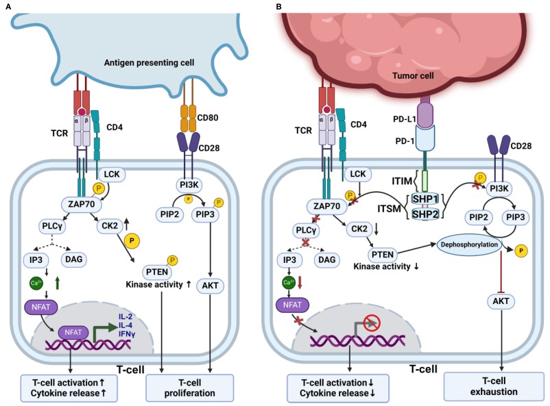 Immune checkpoint release for restored antitumor function. (OA Literature)