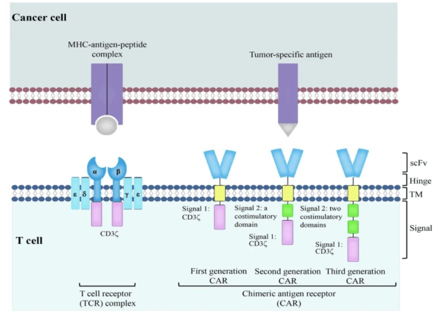 Structural characteristics of CARs targeting tumors with varied design strategies. (OA Literature)