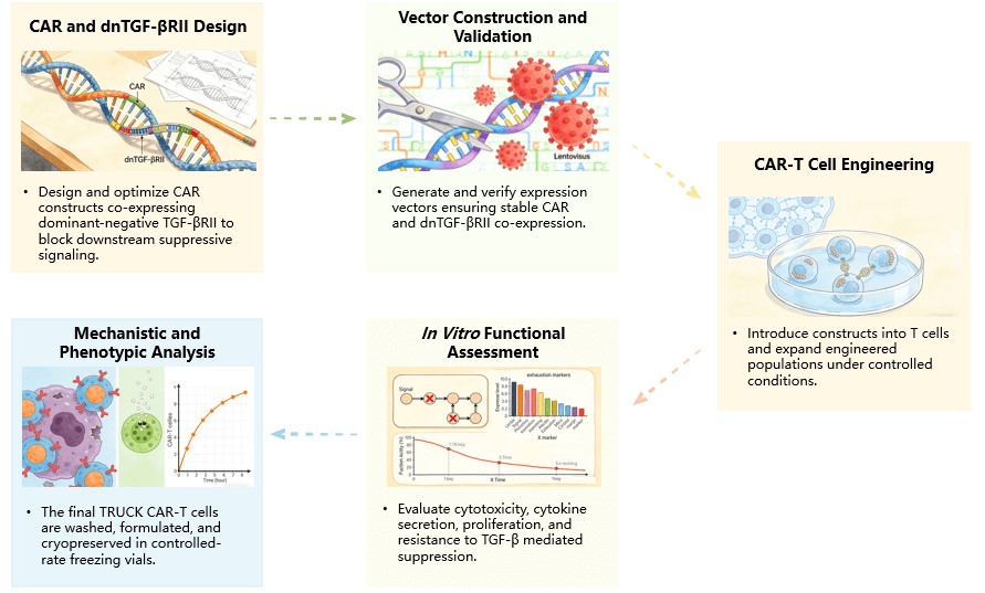 Workflow of Solid Tumor Targeting CAR-T Development Service with Dominant-Negative TGF-βRII. (Creative Biolabs Original)