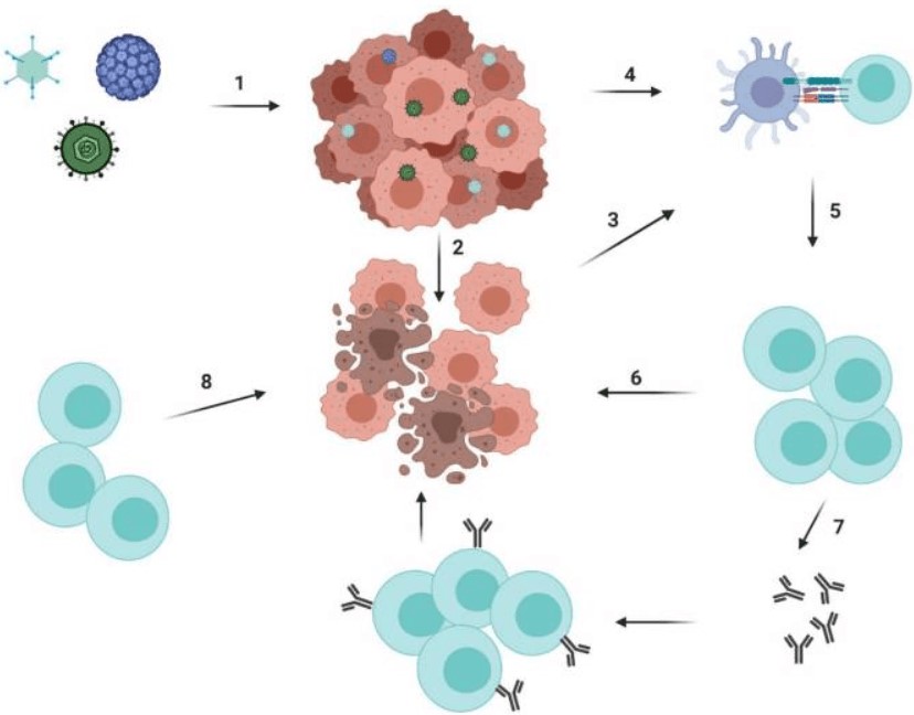 Combined immunotherapy enhances the killing of tumors. (OA Literature)