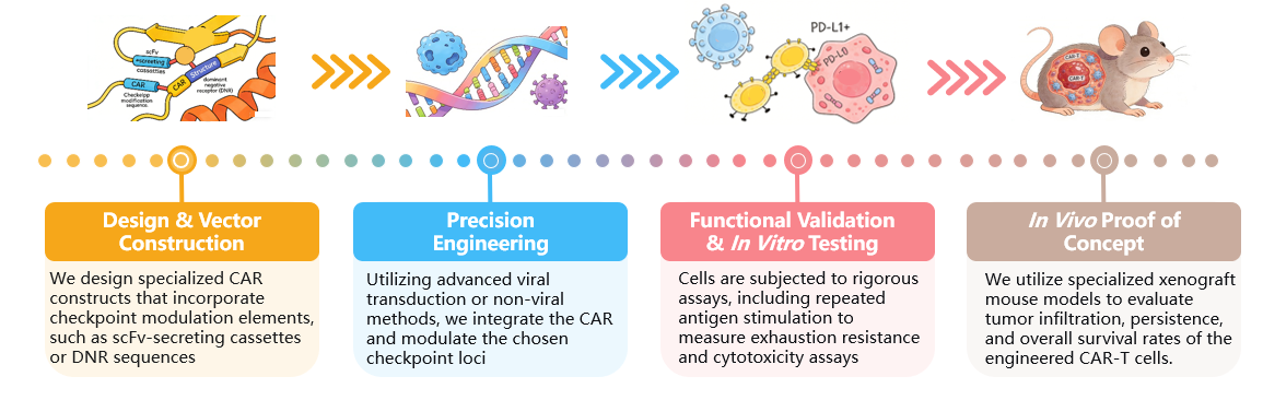 Workflow of Solid Tumor Targeting CAR-T Development Services. (Creative Biolabs Original)