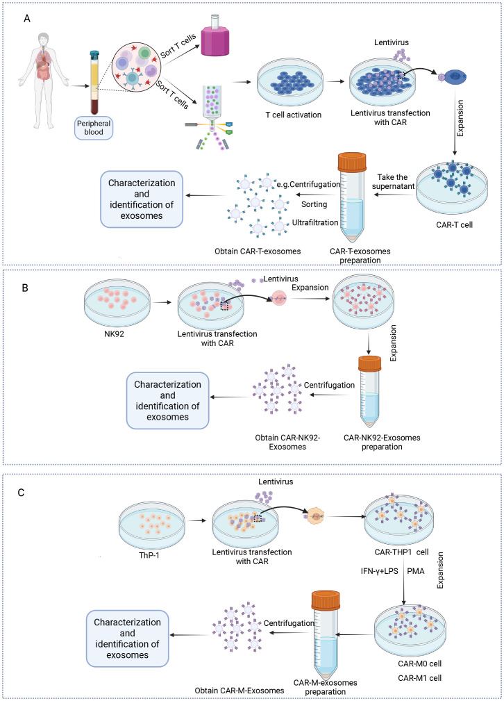 Standardized protocol for isolation and characterization of exosomes from CAR-T, CAR-NK, and CAR-macrophage cells. (OA Literature)
