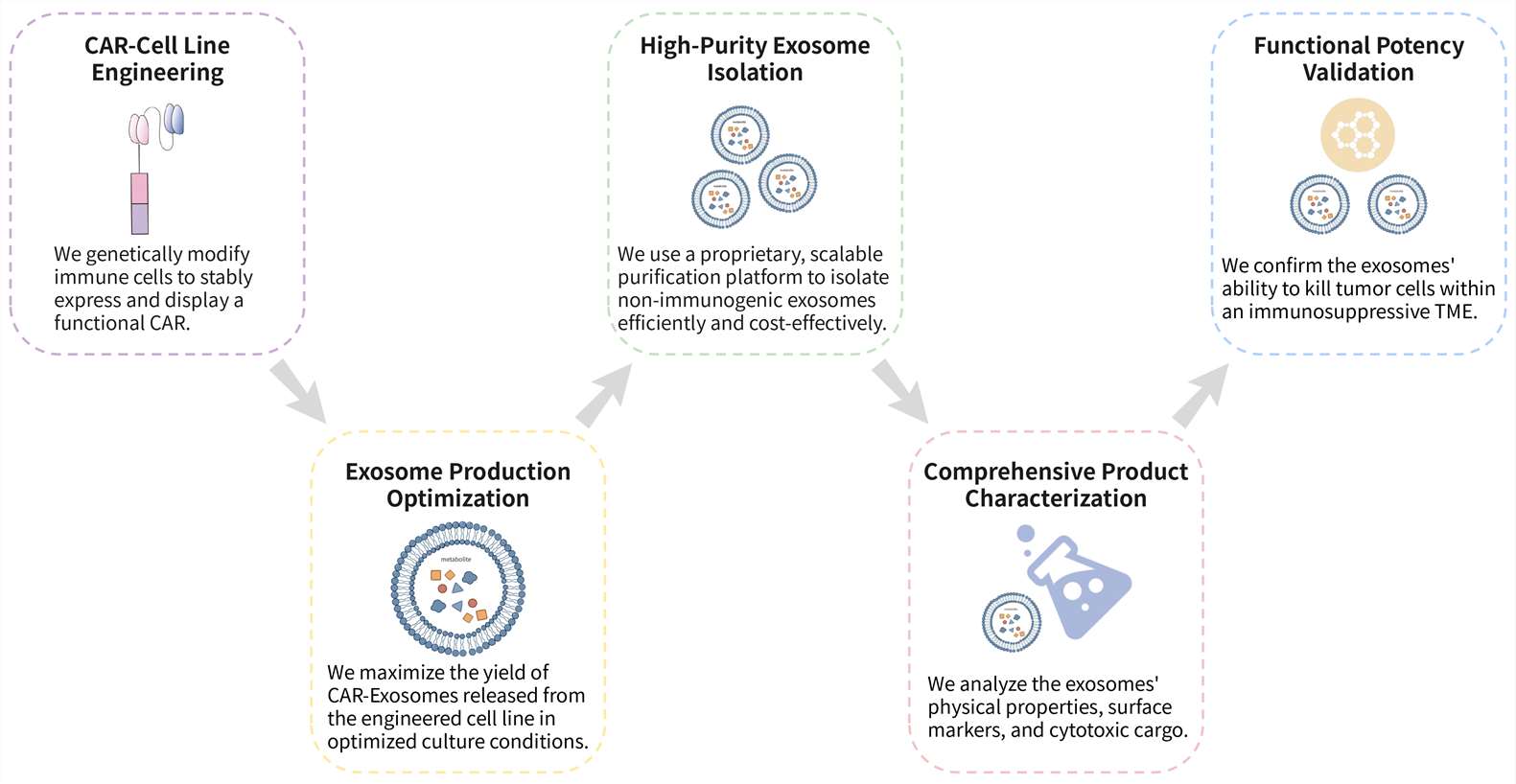 Workflow of CAR-T derived exosome development service combat immuno-suppressive TME. (Creative Biolabs Original)