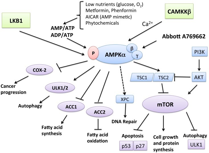 The anti-tumor role of AMPK: mechanisms of function and control. (OA Literature)