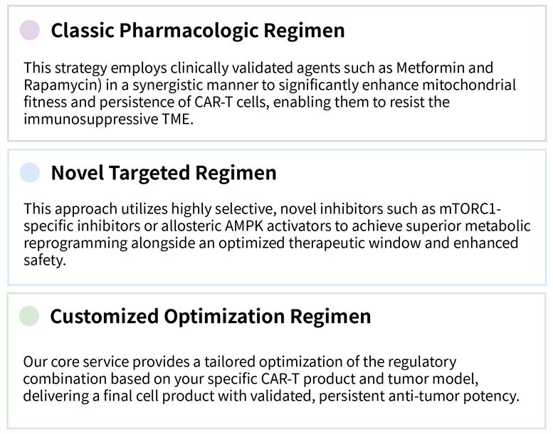 Featured services of solid tumor targeting CAR-T development service by AMPK activation and mTOR inhibition. (Creative Biolabs Original)
