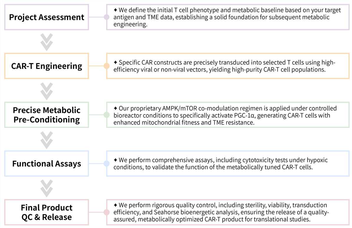 Workflow of solid tumor targeting CAR-T development service by AMPK activation and mTOR inhibition. (Creative Biolabs Original)
