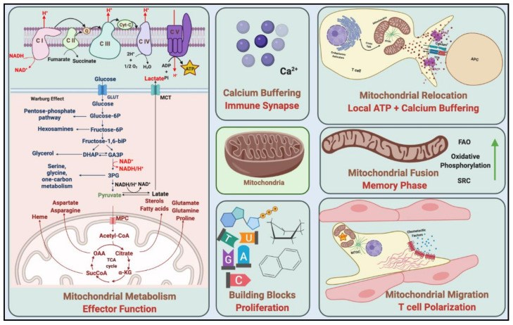 Mitochondria as signaling organelles in T cell regulation. (OA Literature)