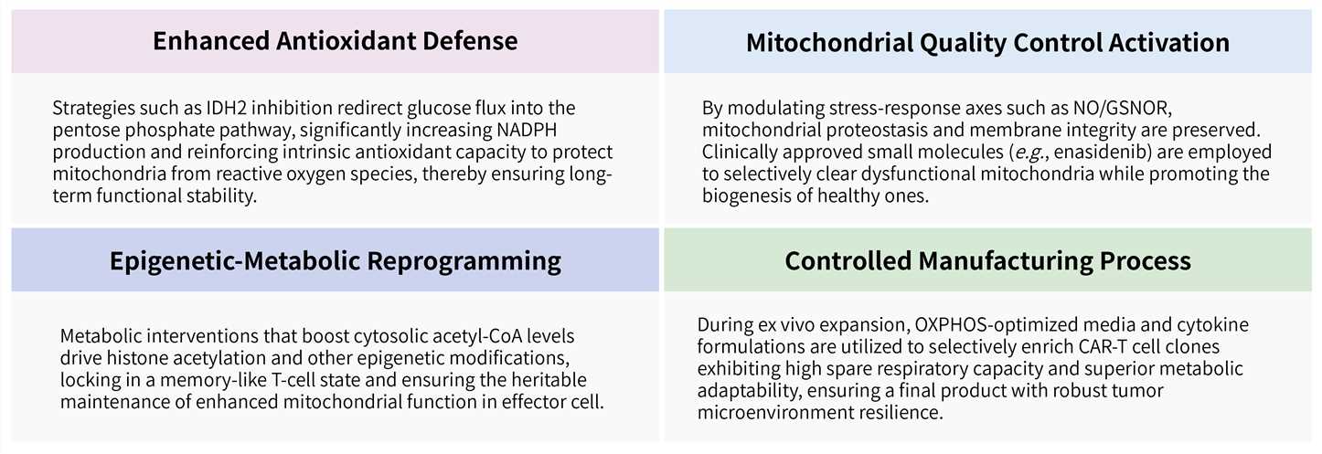 Featured services of solid tumor targeting CAR-T development service by enhancing mitochondrial function. (Creative Biolabs Original)
