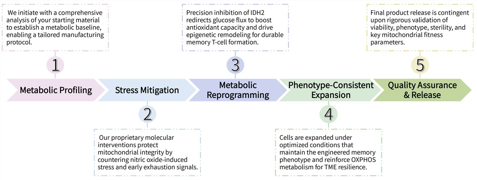 Workflow of solid tumor targeting CAR-T development service by enhancing mitochondrial function. (Creative Biolabs Original)