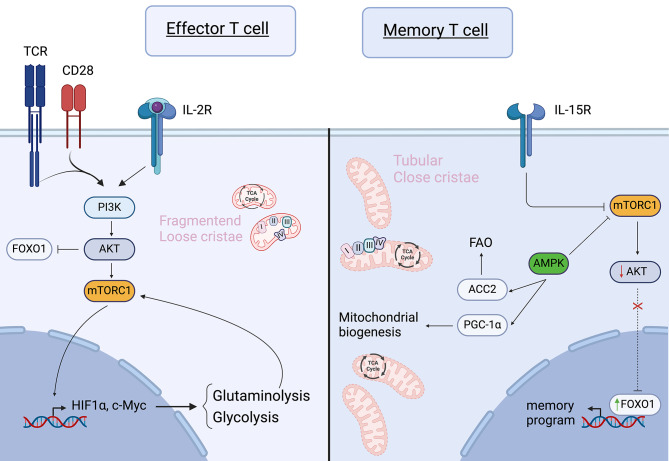 The metabolic basis of signal transduction in T cell immunity. (OA Literature)