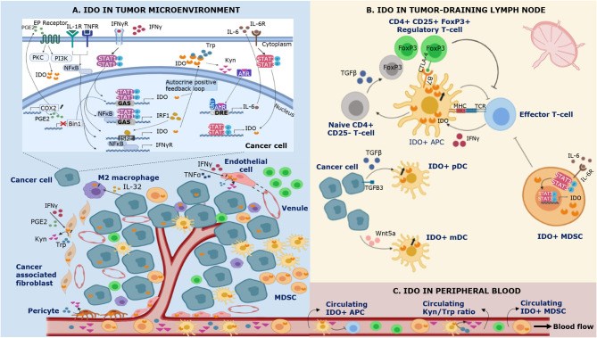 The landscape of IDO expression in cancer immunity. (OA Literature)