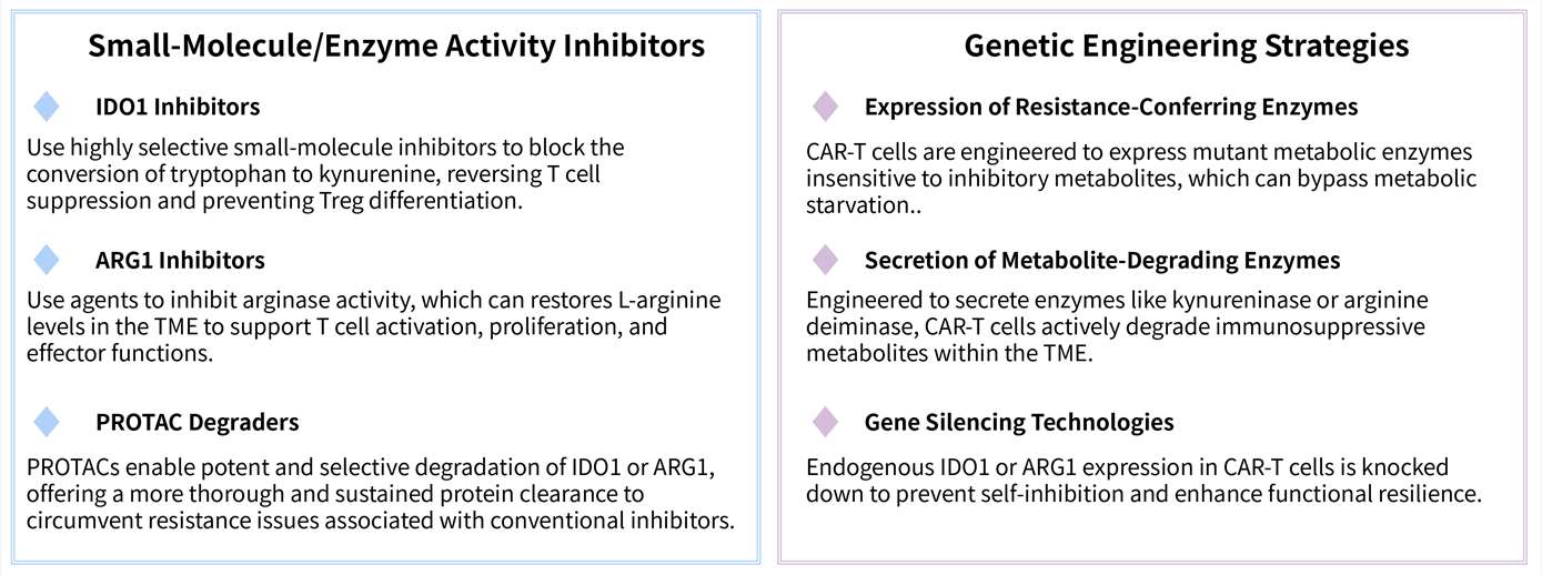 Featured services of solid tumor targeting CAR-T development service by inhibiting IDO & ARG1. (Creative Biolabs Original)